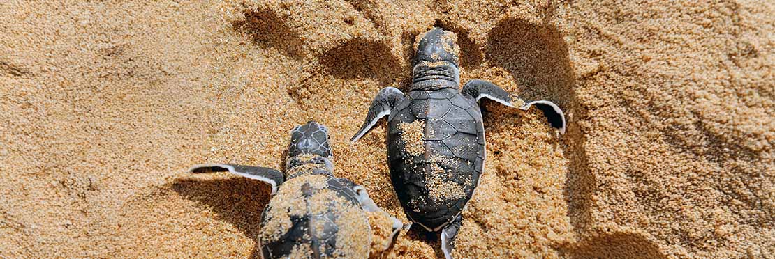 Tortugas de mar arrastrándose sobre la arena de playa.